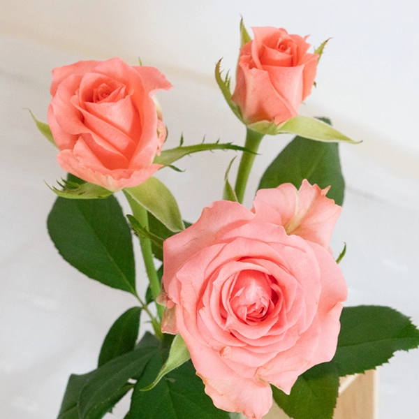 品種名インプリメンツ