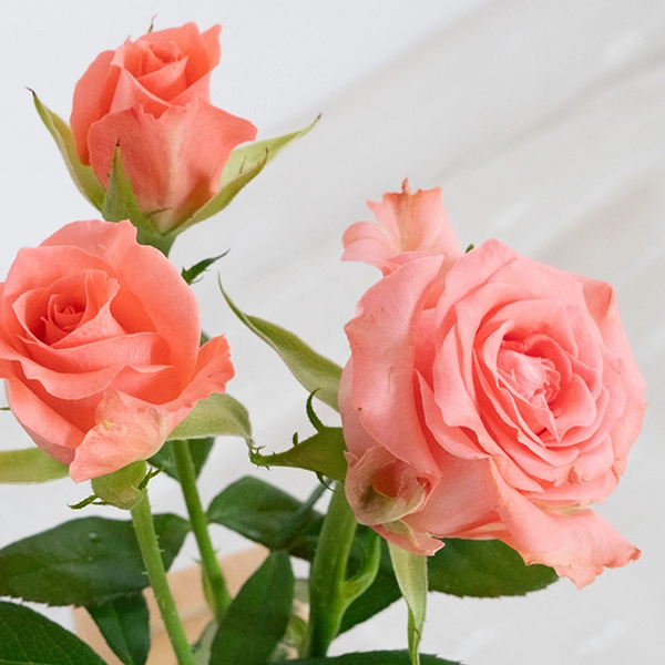 品種名インプリメンツ