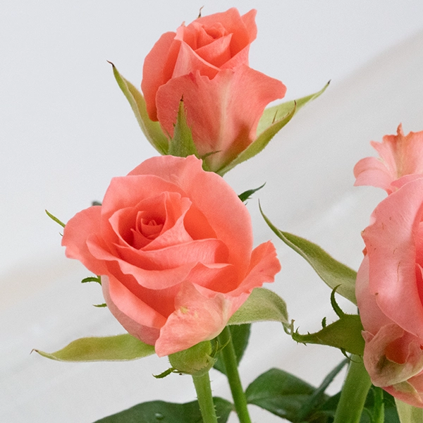 品種名インプリメンツ