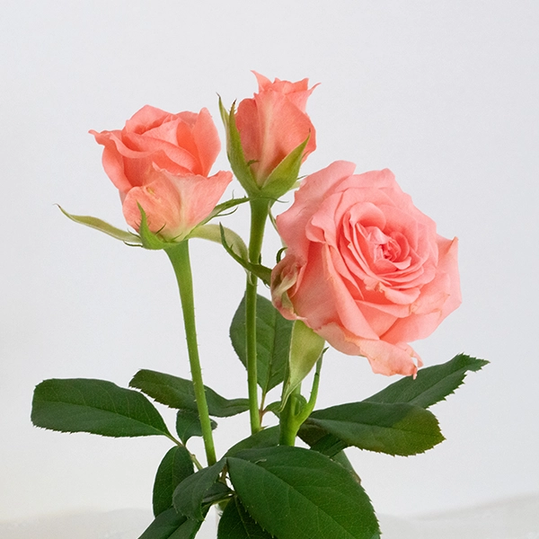 品種名インプリメンツ