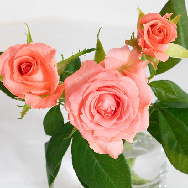 品種名インプリメンツ