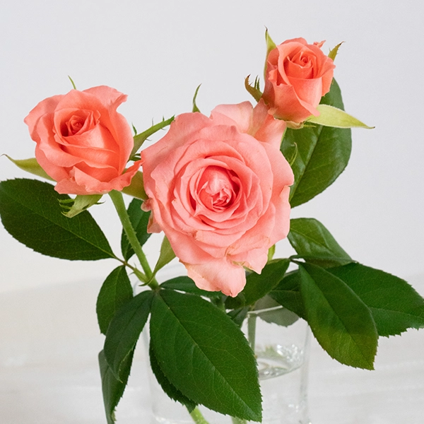 品種名インプリメンツ