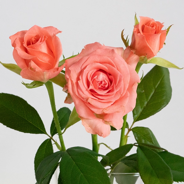 品種名インプリメンツ