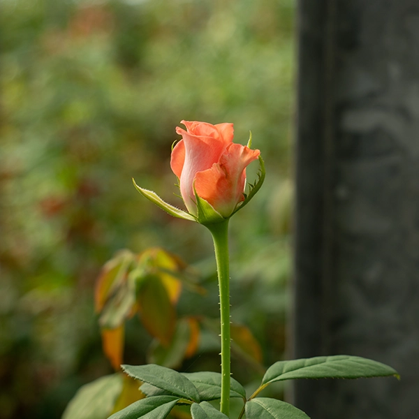 品種名インプリメンツ