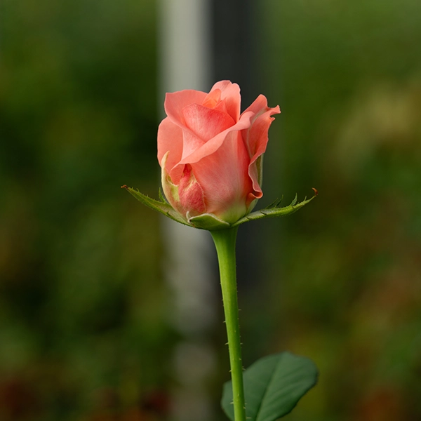 品種名インプリメンツ