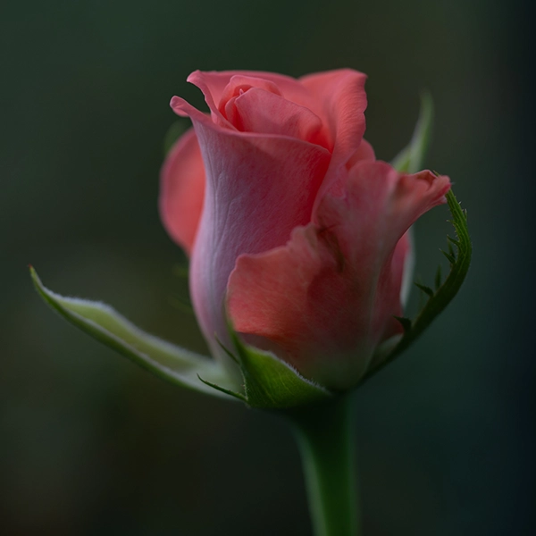 品種名インプリメンツ