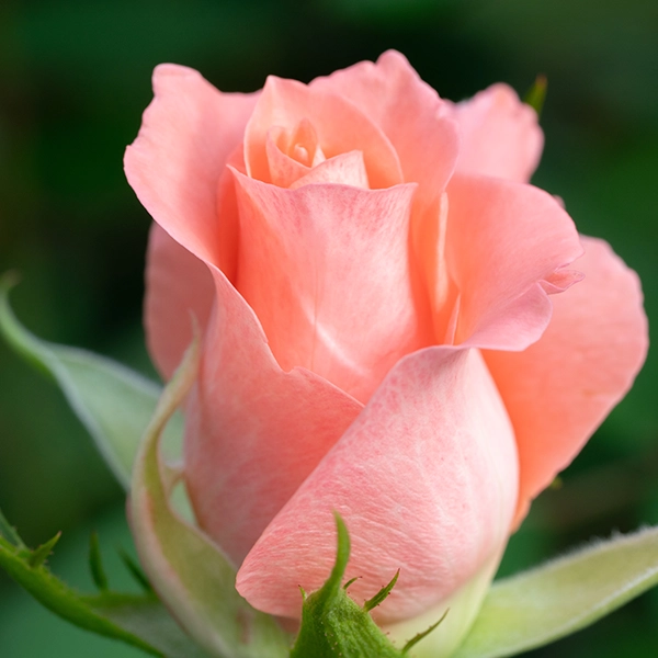 品種名インプリメンツ