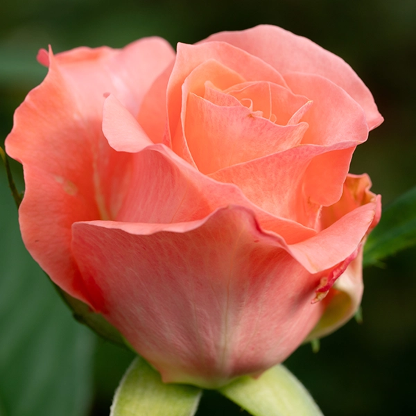 品種名インプリメンツ