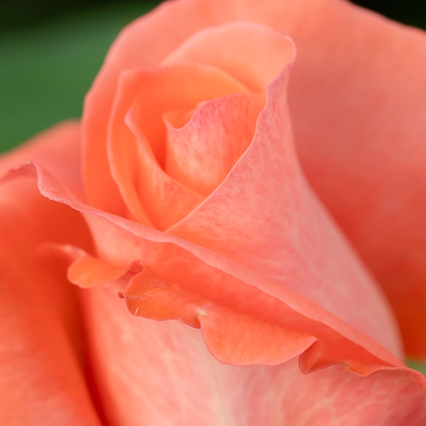 品種名インプリメンツ