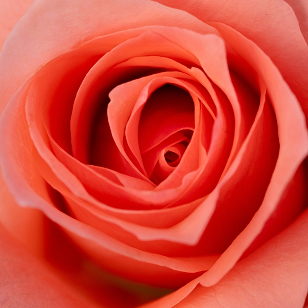 品種名インプリメンツ