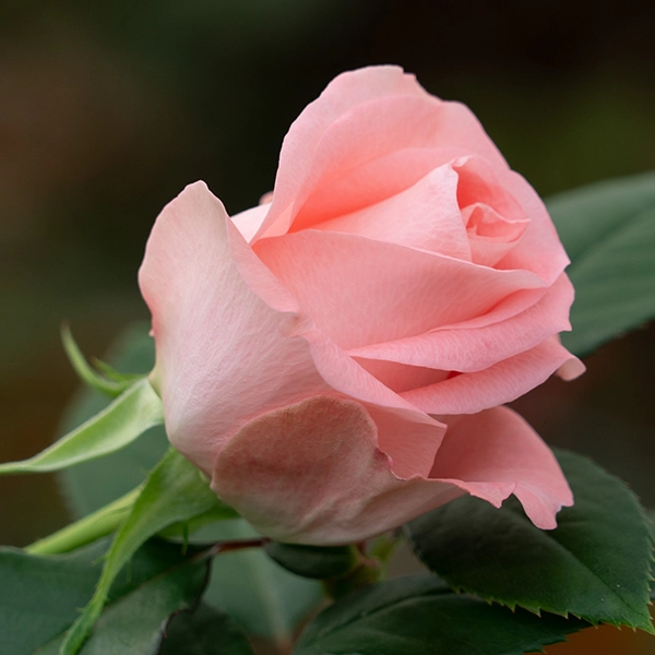 品種名インプリメンツ