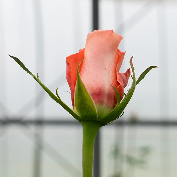 品種名インプリメンツ