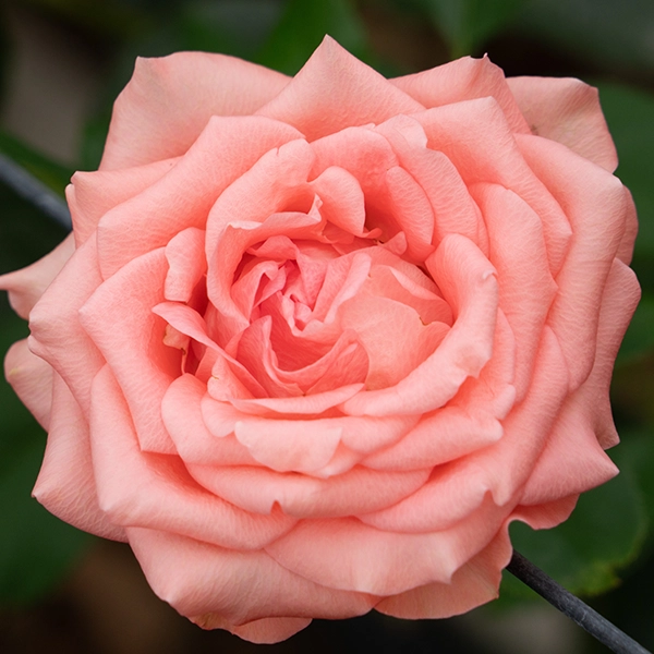 品種名インプリメンツ