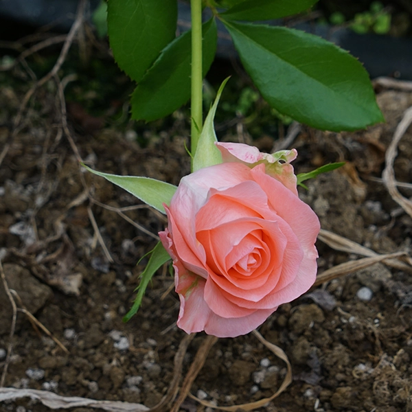 品種名インプリメンツ