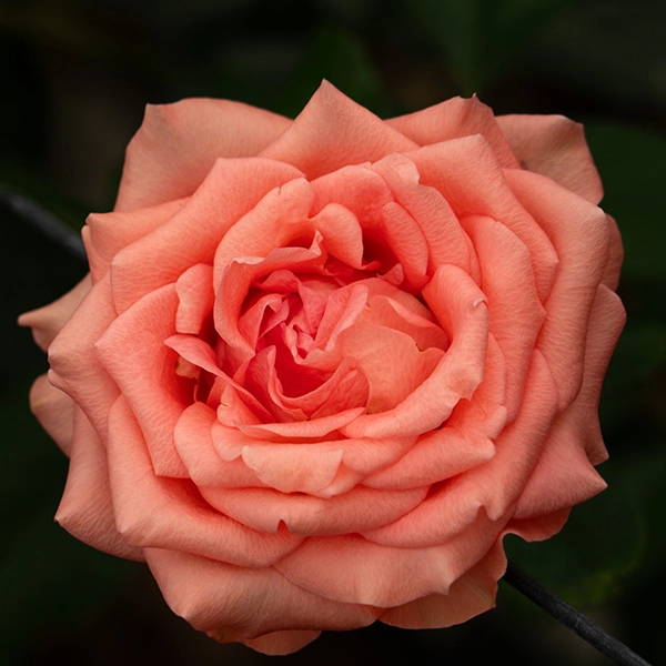 品種名インプリメンツ