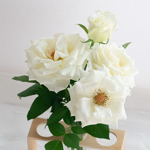 品種名メープルテレサ