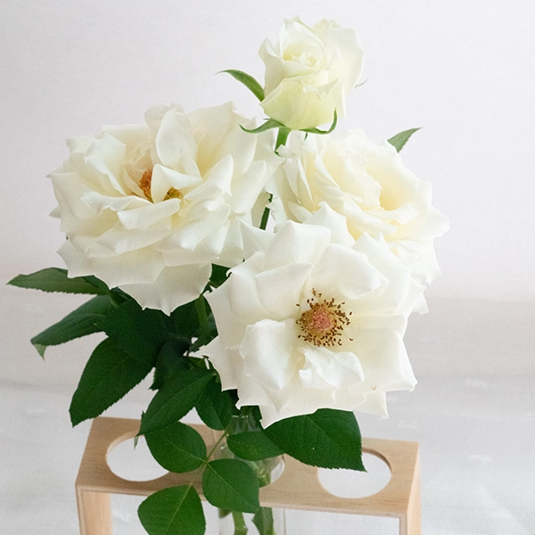 品種名メープルテレサ