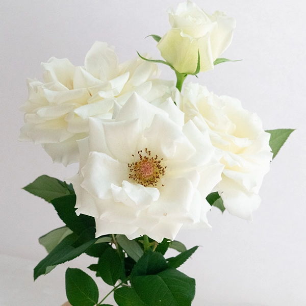 品種名メープルテレサ