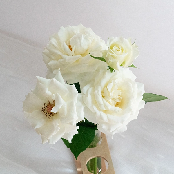 品種名メープルテレサ