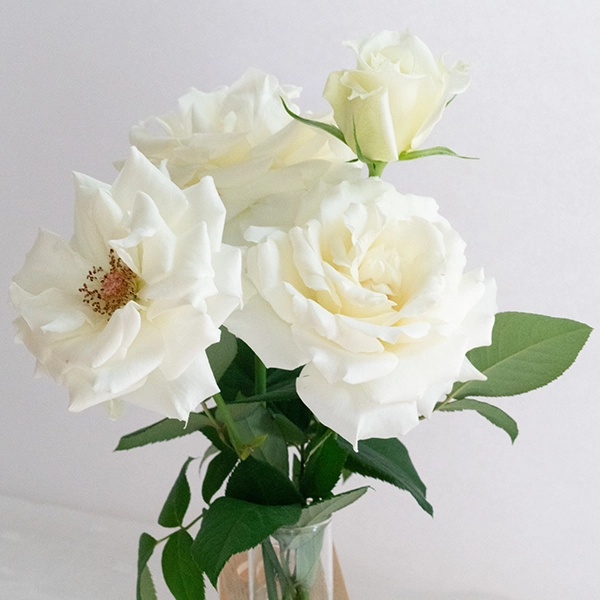 品種名メープルテレサ