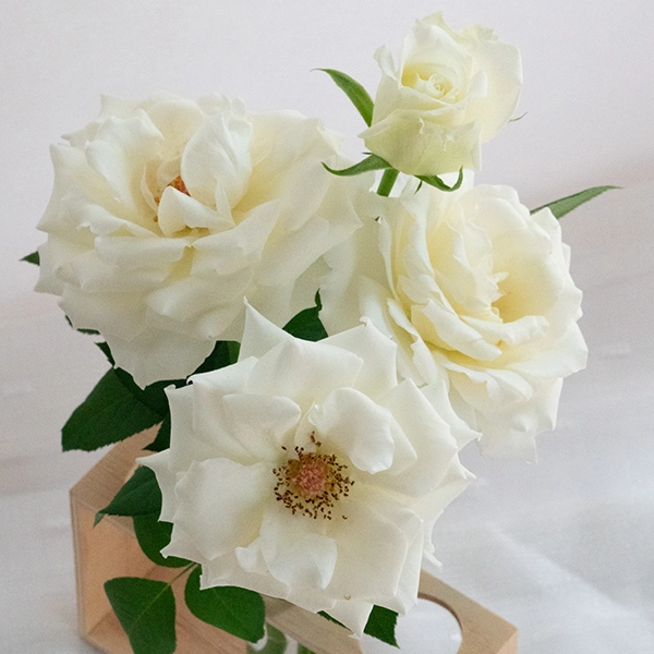 品種名メープルテレサ