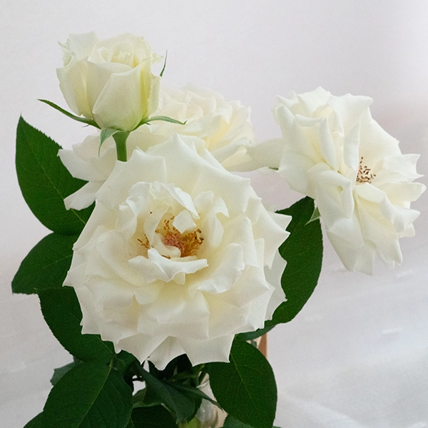 品種名メープルテレサ