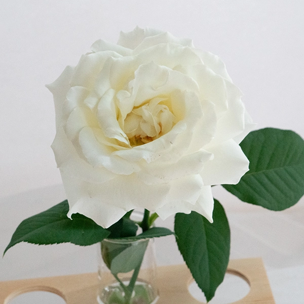 品種名メープルテレサ