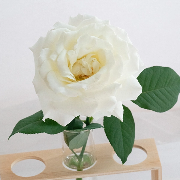 品種名メープルテレサ