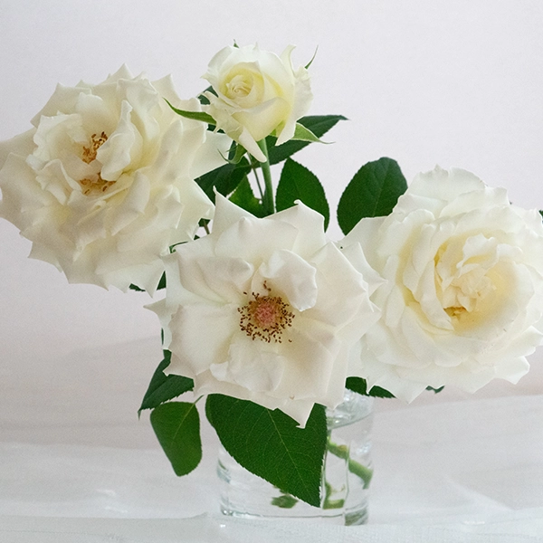 品種名メープルテレサ