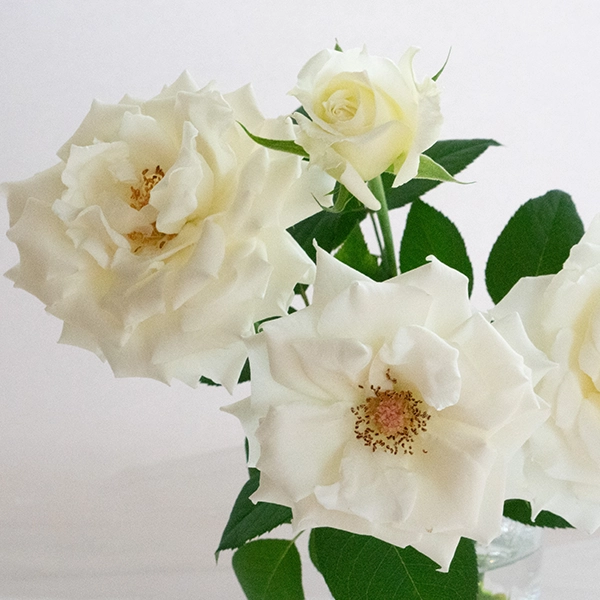 品種名メープルテレサ