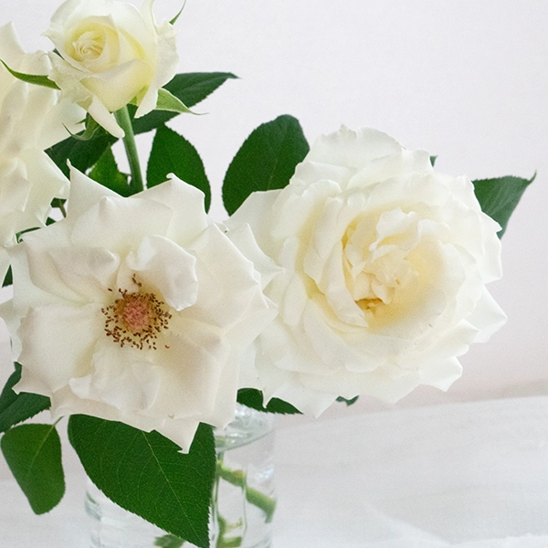 品種名メープルテレサ