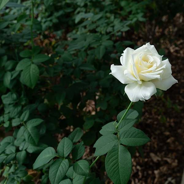 品種名メープルテレサ