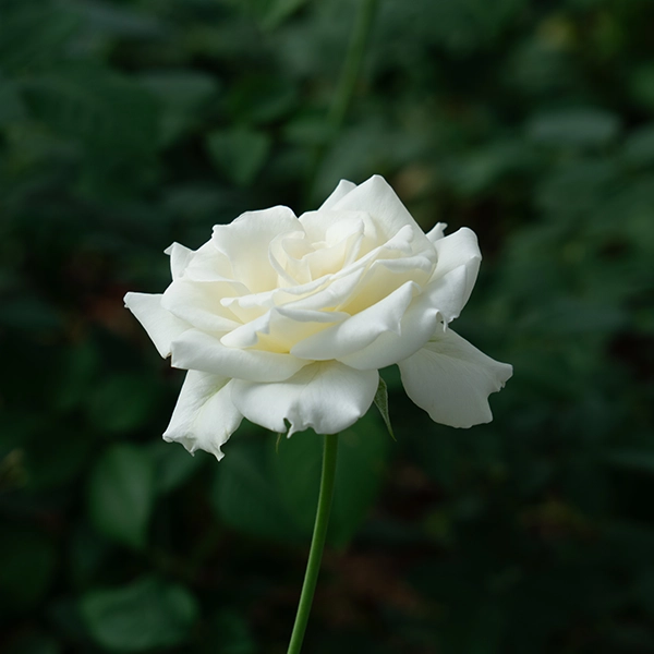 品種名メープルテレサ