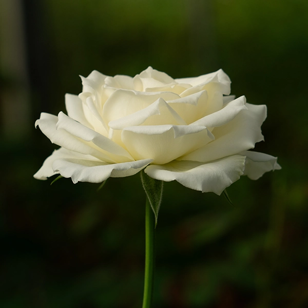 品種名メープルテレサ