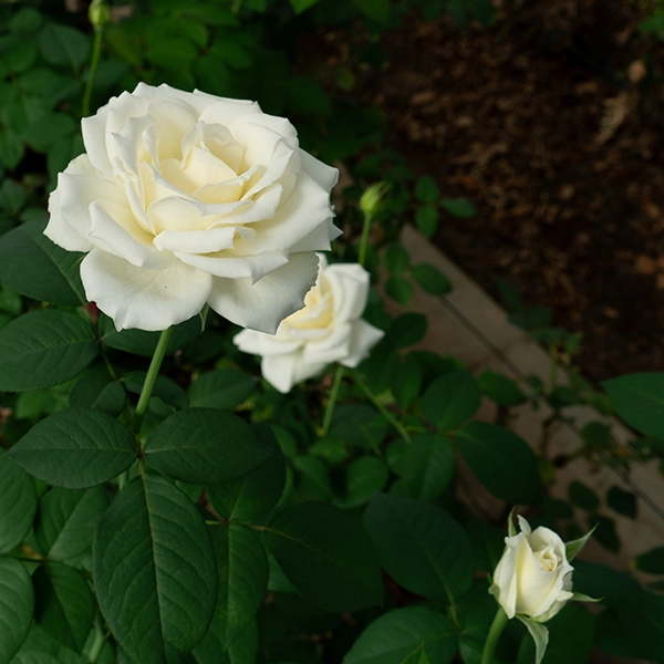 品種名メープルテレサ