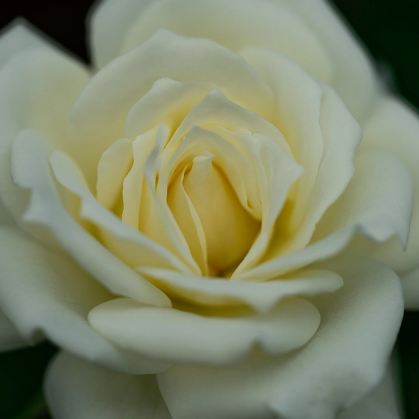 品種名メープルテレサ