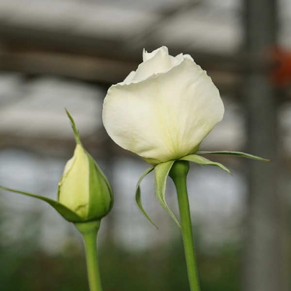 品種名メープルテレサ