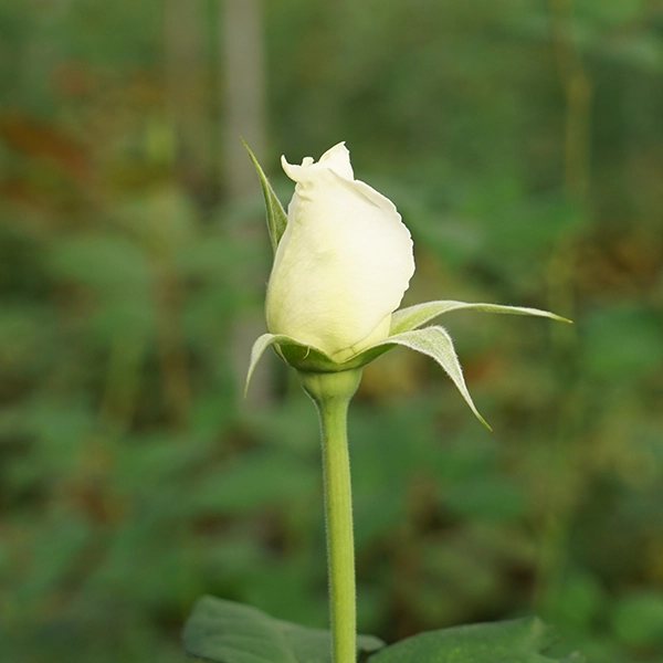 品種名メープルテレサ