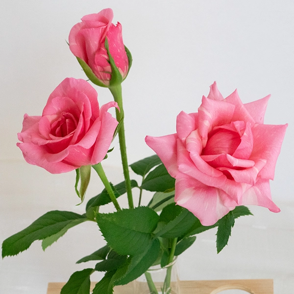 品種名オーロラ