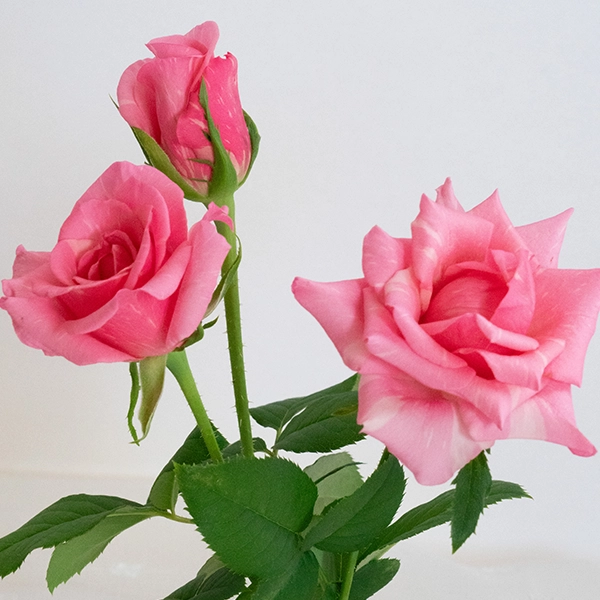 品種名オーロラ