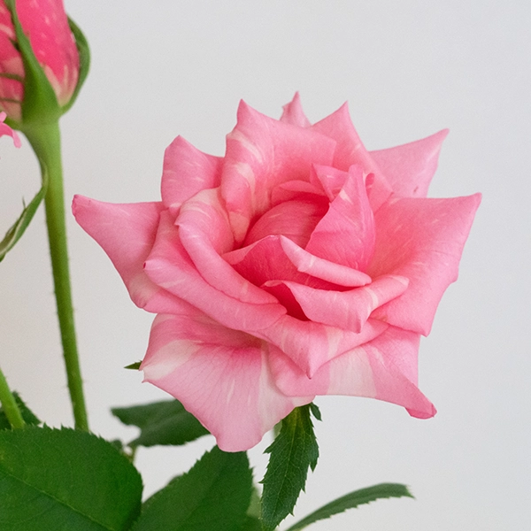 品種名オーロラ