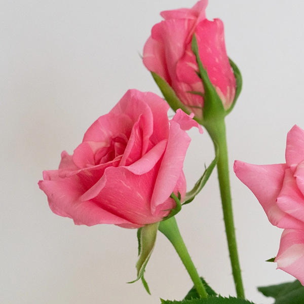 品種名オーロラ