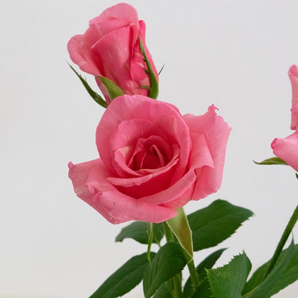 品種名オーロラ