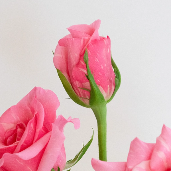 品種名オーロラ