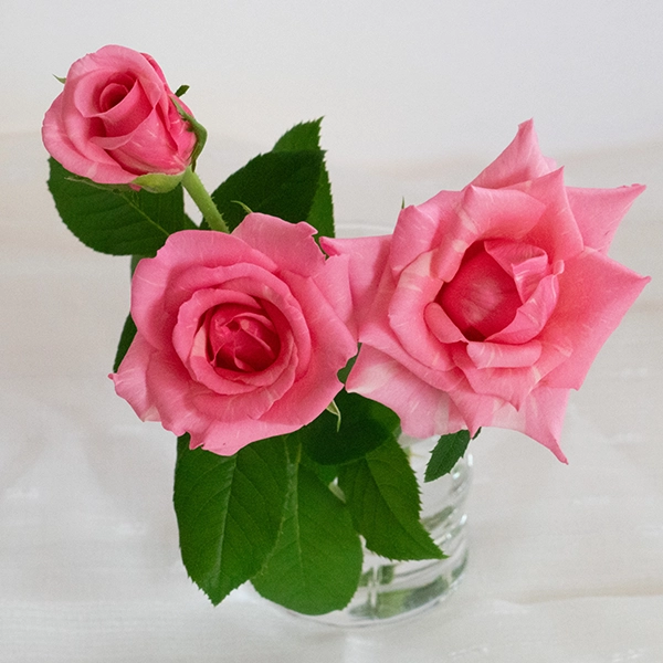 品種名オーロラ