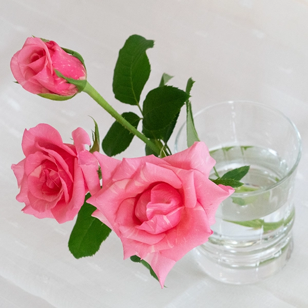 品種名オーロラ