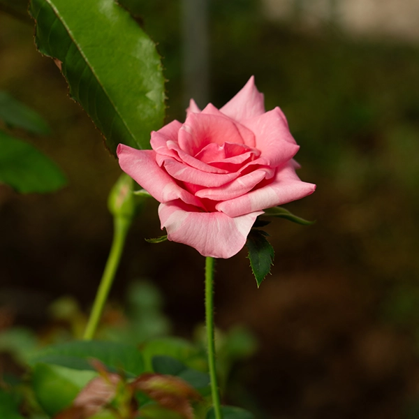 品種名オーロラ