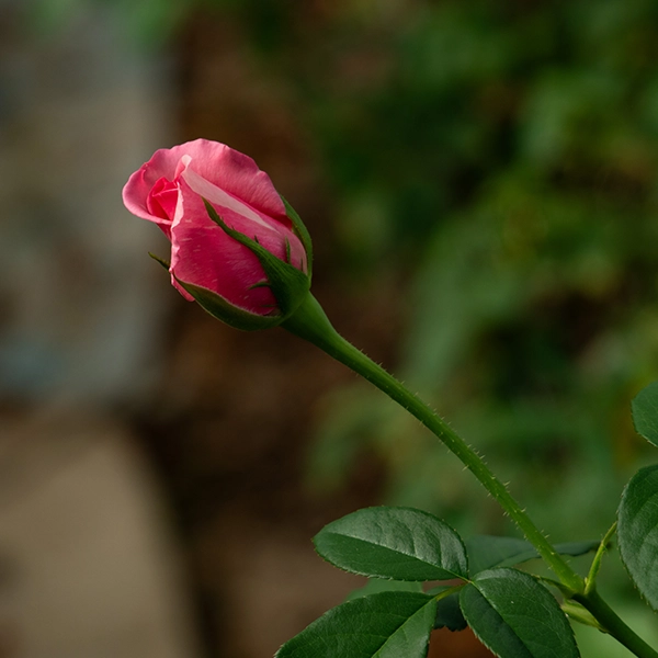 品種名オーロラ