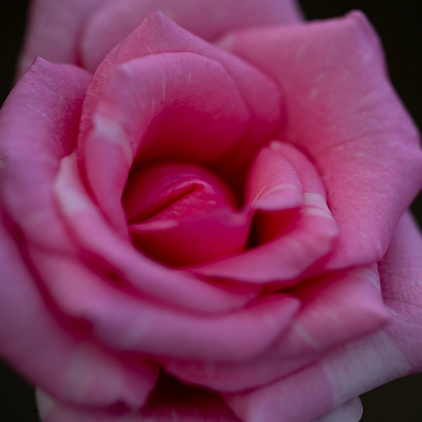 品種名オーロラ