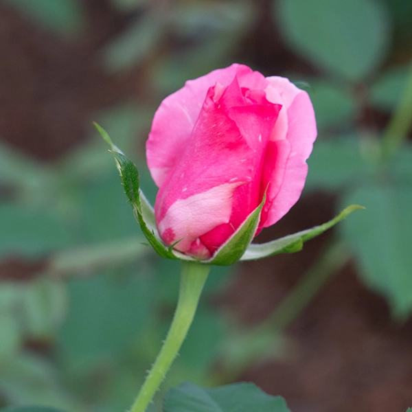 品種名オーロラ